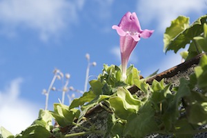 Foto: Blume auf den Azoren